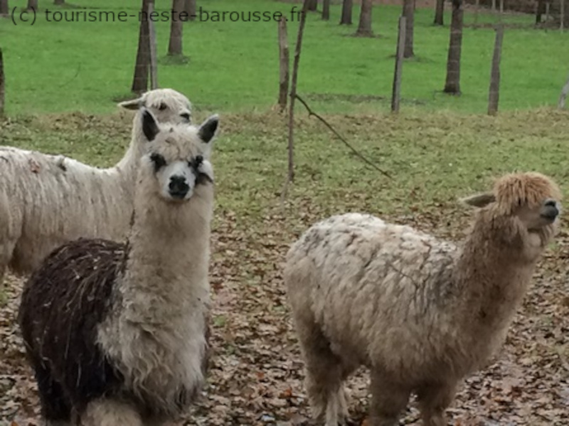 Ferme pédagogique de Saléchan